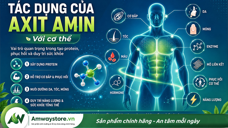 axit-amin-co-tac-dung-gi-voi-co-the